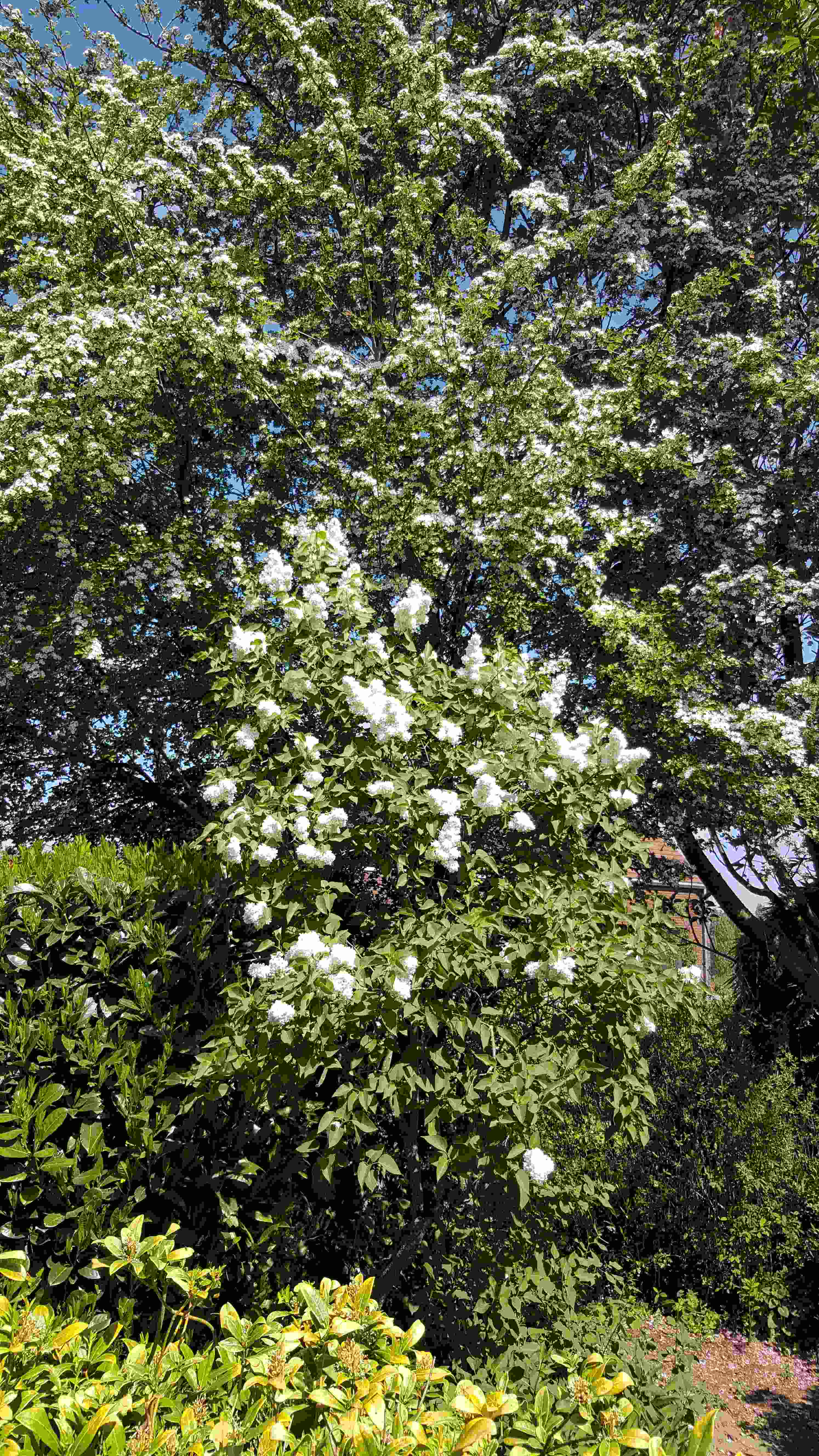 lilas cuis.1.20200426_122633.jpg